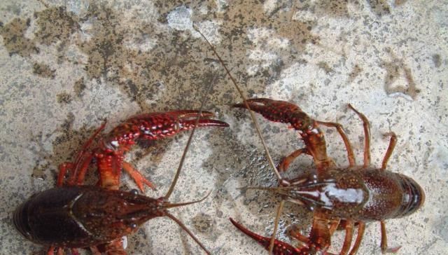 标准|它被错认成“小龙虾”,生长环境堪称仙境,味道极鲜却少人吃