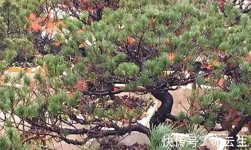 土壤|这5种绿植,养成盆景观赏价值高,注意这些技巧很快成老桩