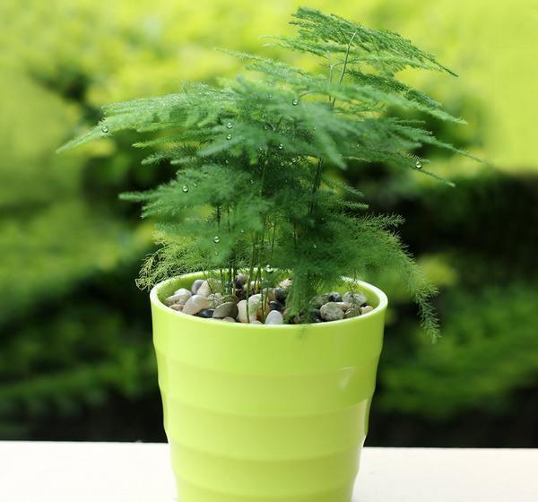 这些花不用太多光,放在家里的阴处养,开花大朵真漂亮