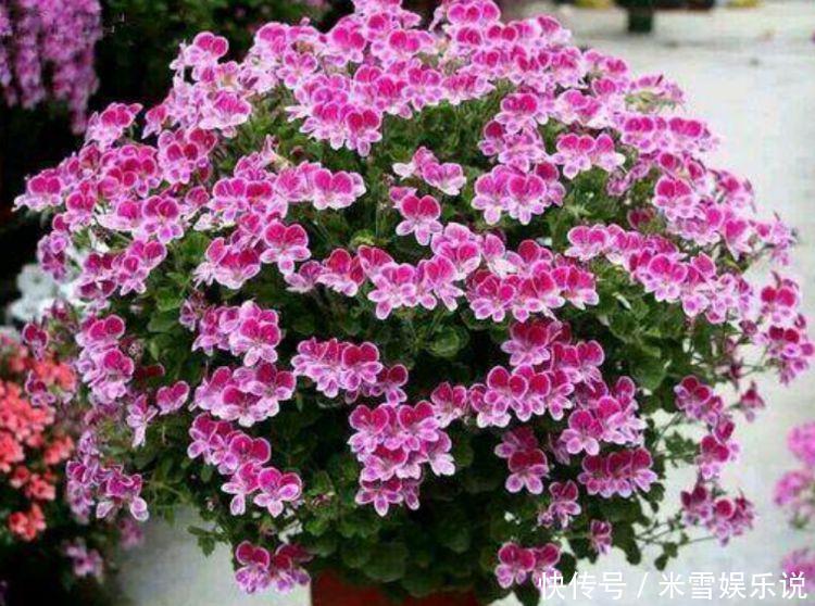 新手|养花就养“4种花”,不怕热不怕冷,适合新手养,年年开花不断!