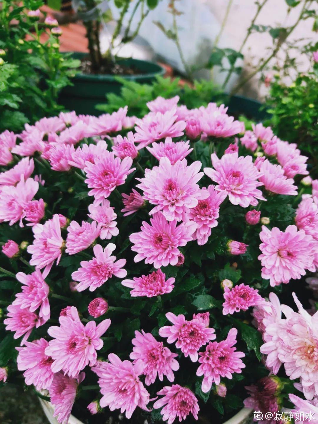 折腾不死的25种花，咋养都爆盆，家里必须养！