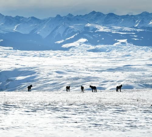 【图说新疆】新疆喀拉峻：茫茫林海雪原 木屋毡房点点