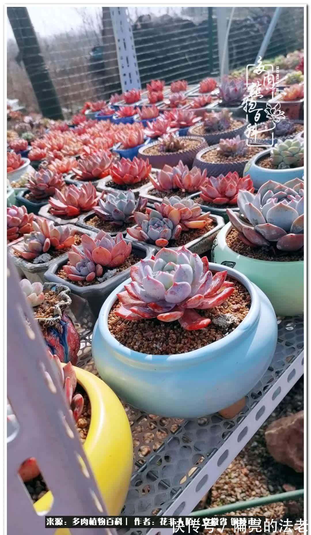 感恩遇见,感谢有你——多肉