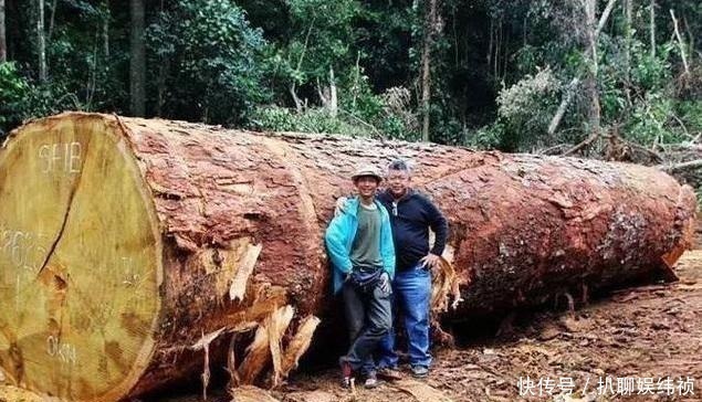 水泥|带大家认识“灌了钢筋和水泥”的千斤实木大板，你还会上当吗