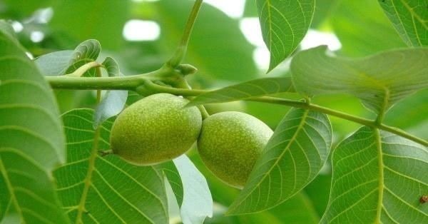 莲子心茶|长期失眠不用愁啦! 这几种食物睡前吃一点, 酣然入睡到天亮