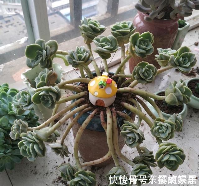 可爱玫瑰|养多肉也得会模仿,看看这颗可爱玫瑰的悬崖桩,我也想养成这样