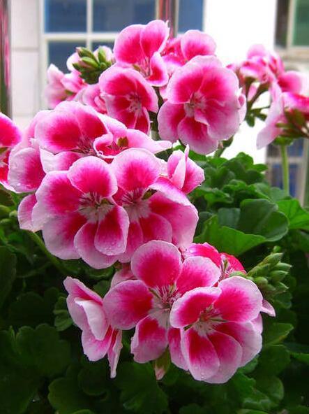 养花就养这3种,好养又便宜,花开一整年,样样不比牡丹、玫瑰差