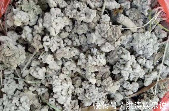 居家自制肥|居家自制肥别光盯着淘米水了，用它们做花肥，营养价值更高
