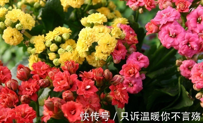 养不好长寿花,这里有室内最全的长寿花养护技巧,欢迎点进来学习