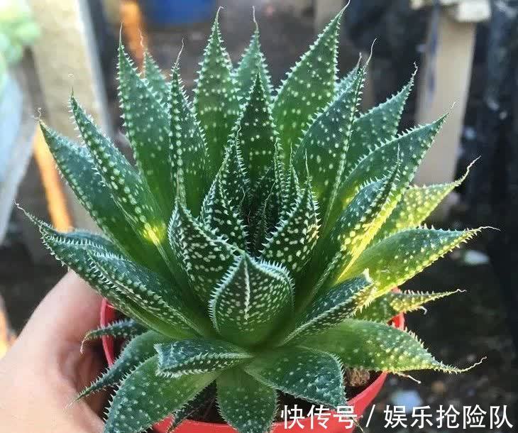 多肉|养多肉该如何预防和治疗黑腐病,逃离死亡结局?