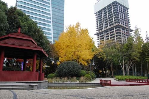 一年一度|不夜城绿地披上一年一度的“黄金甲”，银杏与红枫更配哦