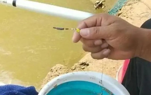 不用打窝也能狂拉不断，老钓友用这方法，一天钓几十斤！