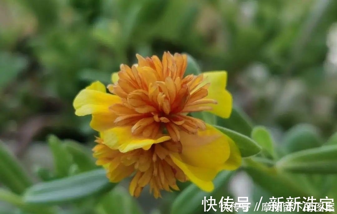 叶插|长寿开花变异了,十年都见不到一次,真稀罕