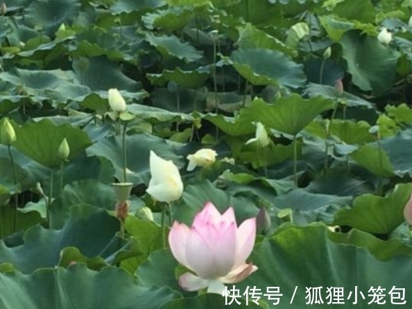 财源|本周，好运连连，喜事不断，财源滚滚，桃花朵朵