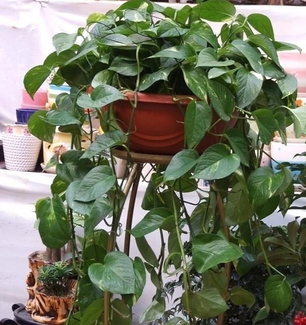  盆栽|初次尝试养花选什么植物好？盆栽此4款，搁室内漂亮又好养