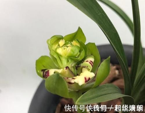 兰花界|此兰花获奖无数，以前万元一苗，现跌成普草，花型罕见，香味扑鼻