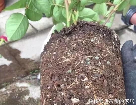 养花旧土别丢，掺入这“3样”，肥得流油不板结，养花太旺了