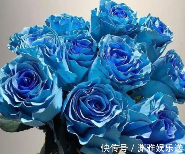 喜欢玫瑰,不如养“玫瑰精品”冰雪皇后,冰清玉洁,清新明快好养