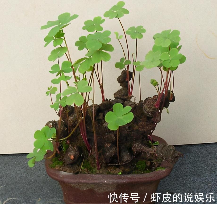 路边不起眼的三叶草,按照基础4招走,轻松养出草本老桩