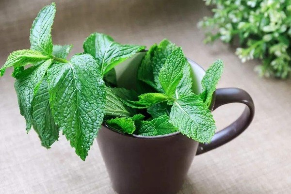 野菜|农村被埋没的4种野菜，营养价值超高，有人却不敢吃，早知早好！