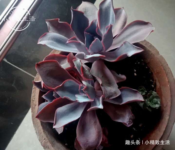 养多肉,土和水是基本,3种土不能用,6种水不能浇,记清楚了