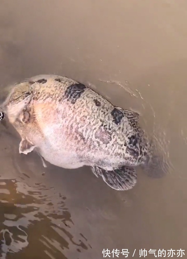 安徽钓友晒出“鳜鱼王”,网友指定是买的!野生的不可能这么大