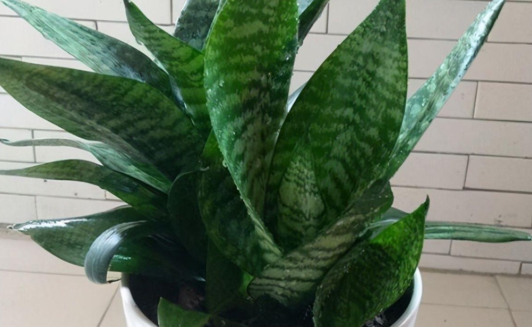 金边吊兰|室内盆栽植物,选花卉不如养绿植,这4款堪称一绝