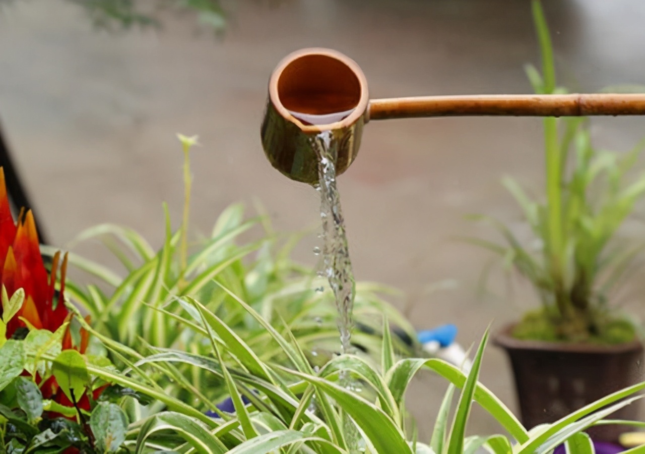 习惯|给花浇水时,这3点习惯不能有,不然土壤结块,花儿烂根