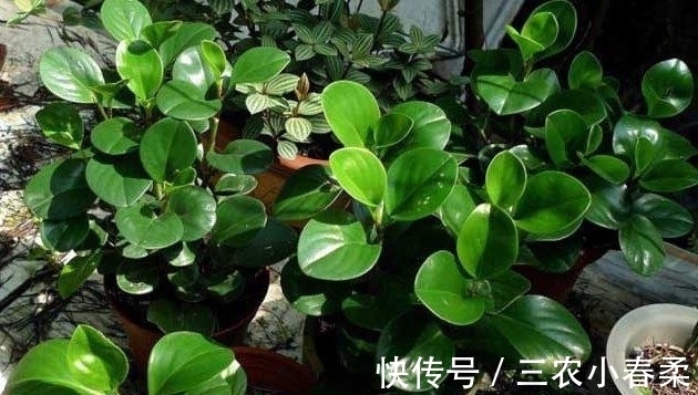 植物|这些耐阴的室内植物, 越荫蔽长越旺, 叶子绿得冒油!