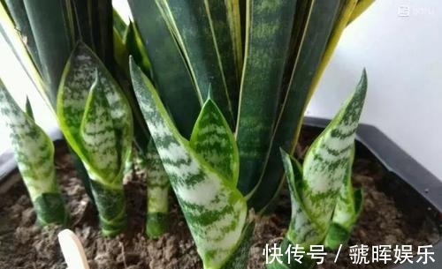 华友们|打开虎皮兰这个神秘机关,疯狂冒芽摁不住,简直把盆撑炸!