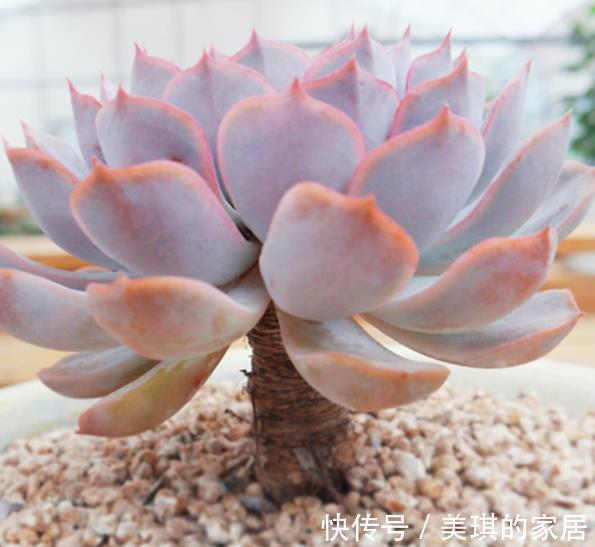 蓝色|多肉蓝色惊喜和菲欧娜,老花匠更推荐后者,来看看为什么?