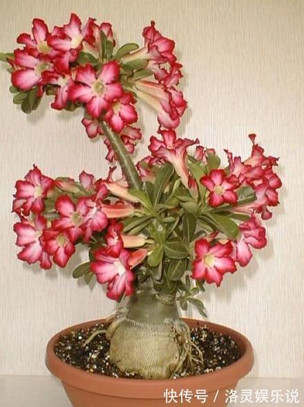 沙漠玫瑰不开花简单“4步”操作，30天开成“玫瑰树”