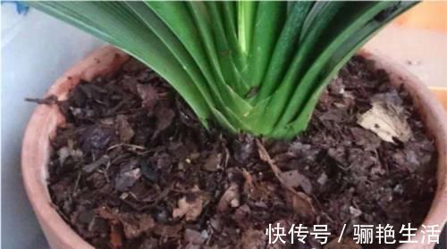 君子兰开花的关键在养根,做好这5点,让你开花不断