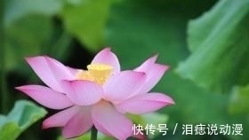 处女座|调整自己心态，保持积极乐观，从容面对的星座