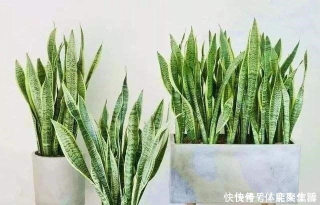 养护|春养虎皮兰，4点“伺候好”，才能长高高，开花特仙气，好运临门！