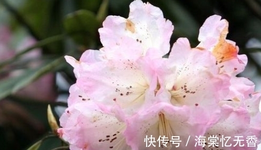 重瓣|3种“仙女花”，瑰丽绚烂花期长，漂亮好养爱开花