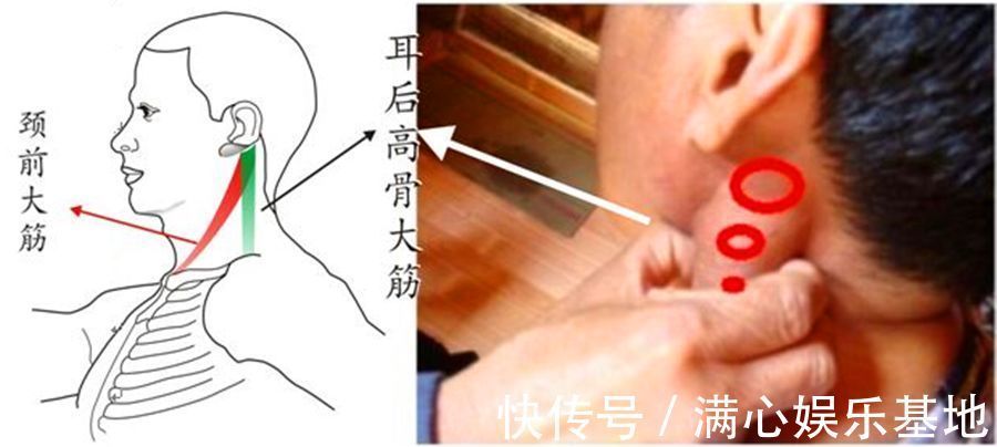 咳嗽|脖子上有一条大筋，捏一捏，至少可调37种疾病！不可不知！