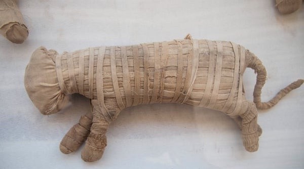 永恒|永恒的回归:古埃及圣地萨卡拉的考古新发现