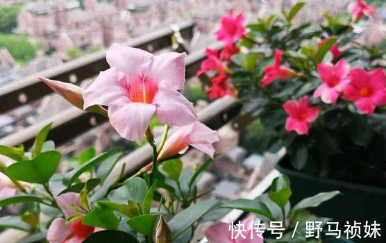 阳台上|喜欢养花,就养这4种花,越晒开花越旺,花市都抢着买