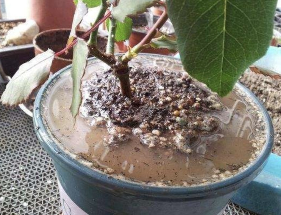 植物|居家养花种草,平时用它浇浇,植物就像打了鸡血一样蹭蹭疯长