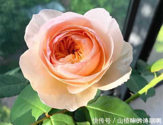 奥斯汀月季中的精品之作,好看、浓香,还不爱生病