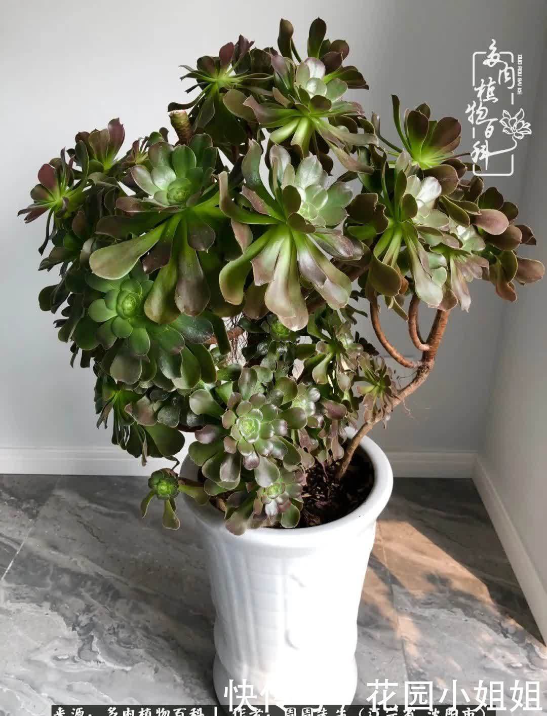 不羡鸳鸯不羡仙,只羡东北来春天!多肉冬去春来!