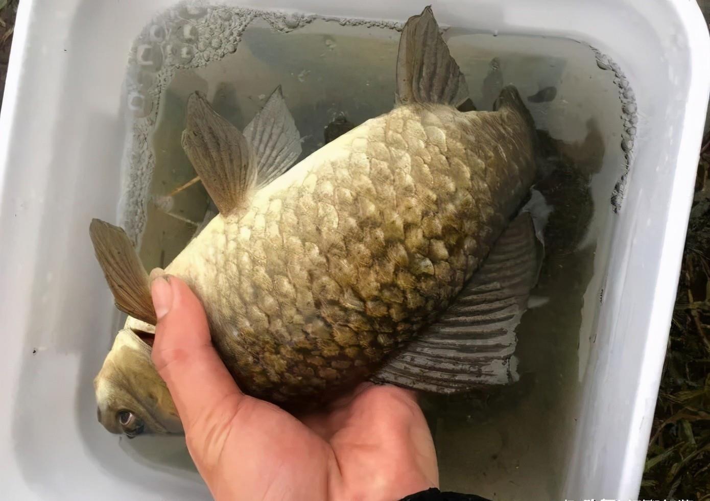 土鲫真的长不大?用这种笨办法,立刻区别土鲫、银鲫和工程鲫