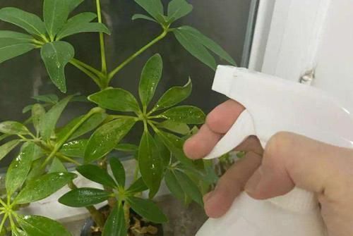 壮叶|用啤酒养花,按照4步操作,盆栽根壮叶绿长势旺,植物花多色艳