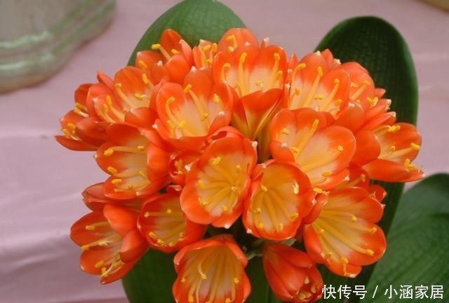 技巧|水培君子兰有技巧,做好这5点,不易烂根容易开花