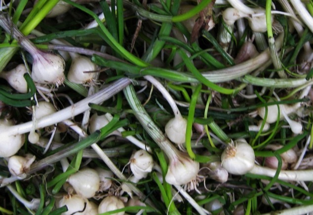 野草|乡村常见的4种野草,还是清热解毒、利尿消肿的好帮手,值得一看