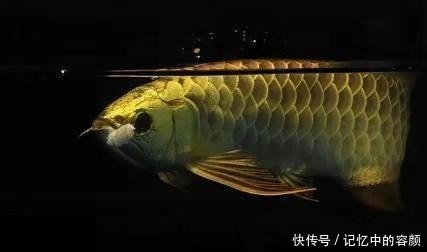 鱼命|下列这些观赏鱼能混养成功,是拿很多鱼命,才能买来的效果