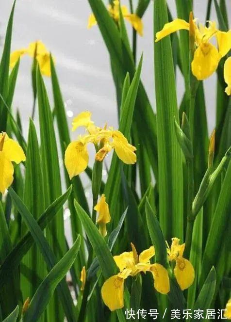 鸢尾类|喜欢生长在水边的黄菖蒲,开着奇妙的花,暗藏传粉的“招”!