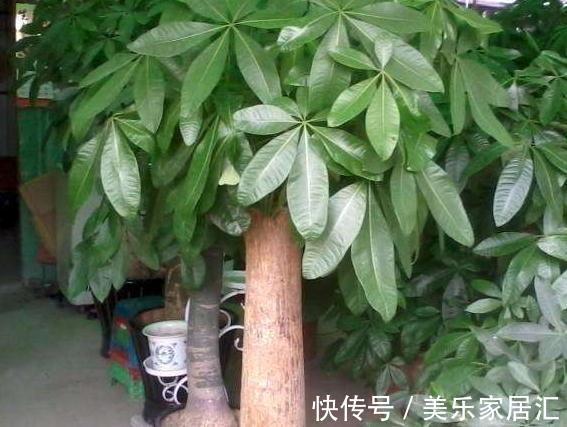 家里有4种植物,冬季一定要控制浇水,不然很容易烂根死亡