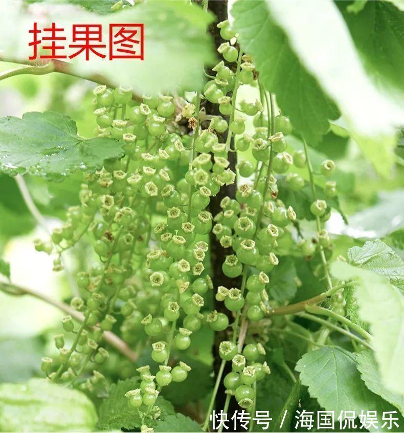 适应能力|盆栽一棵小果树,结出一串红果果,全家人吃不完!